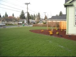 Sod Lawn Sod Lawn